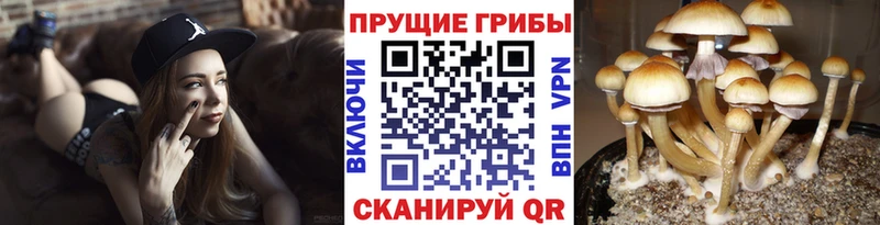 Псилоцибиновые грибы мицелий Сосновоборск