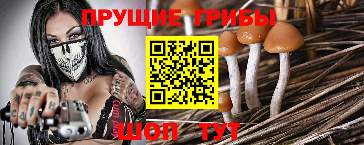 Галлюциногенные грибы Cubensis  Вход с VPN  Псилоцибиновые грибы прущие грибы  Сосновоборск 